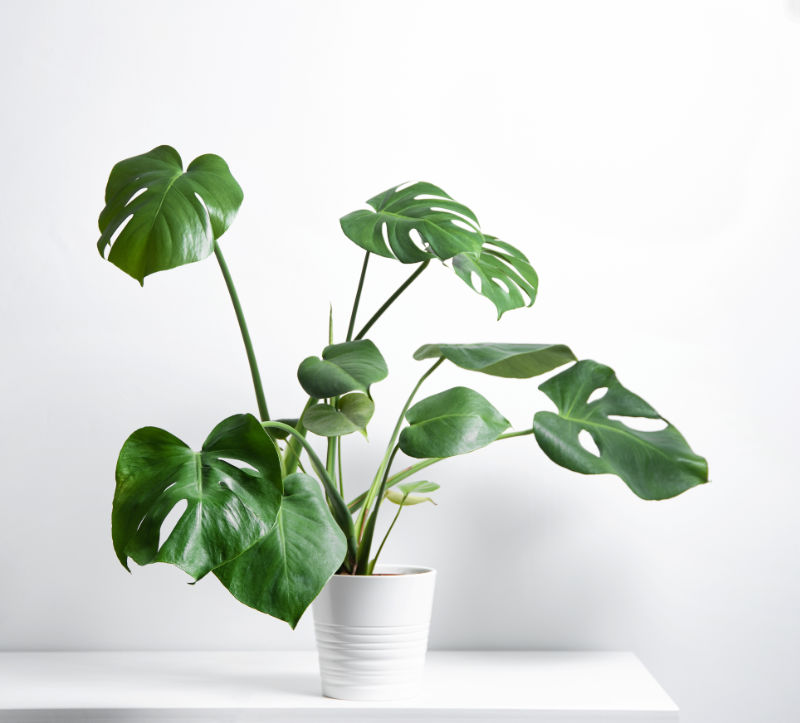 2. Monstera (Monstera deliciosa)